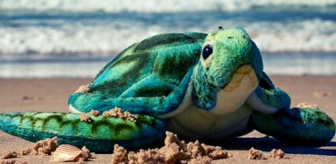 CA Australia Turtle Soft Toy